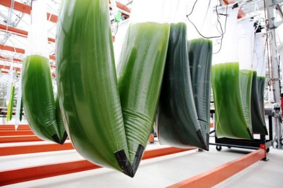 credit Synthetic Genomics alghe coltivate in bioreattori