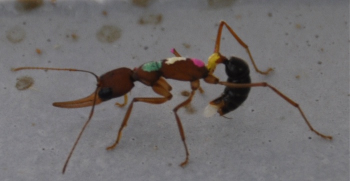 egg laying ant 700x363