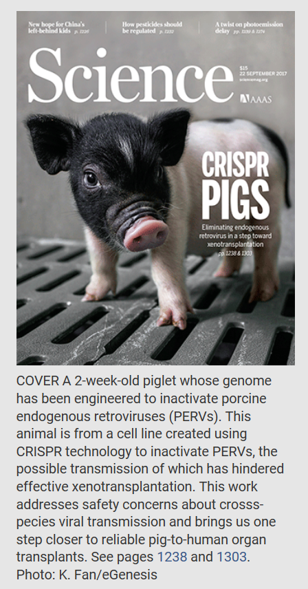 crispr pigs science
