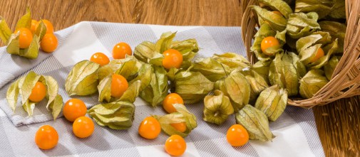 physalis