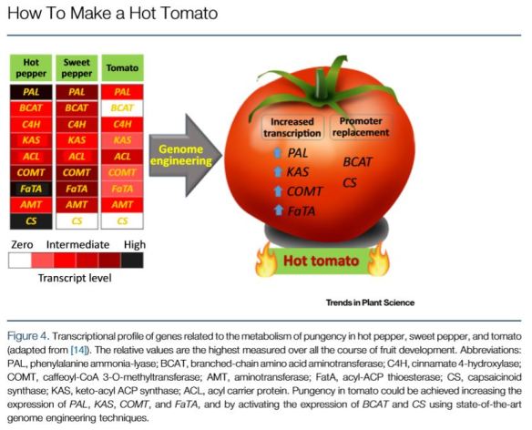how to make a hot tomato